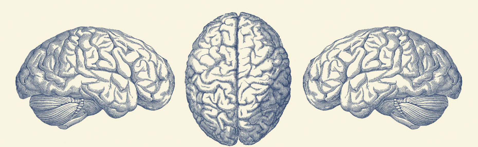 Illustration of the brain representing EMDR's healing process