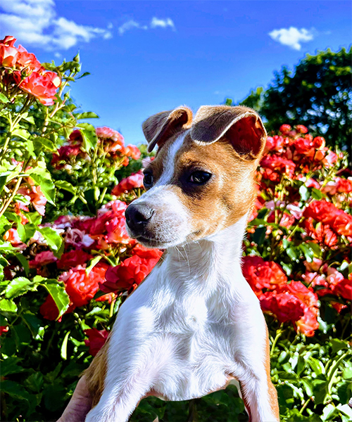Bruno the puppy, sitting and looking curious