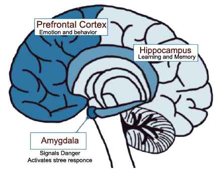 Diagram of the brain showing the three key systems EMDR helps reconnect