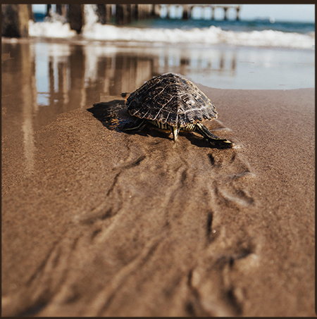 Turtle moving slowly across sand, symbolizing a gentle pace in therapy
